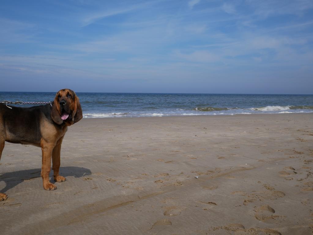 Aparthotel Huize De Duinen Bergen aan Zee Exterior foto
